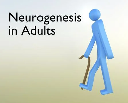 Neurogenesis in Adults concept Stock Illustration