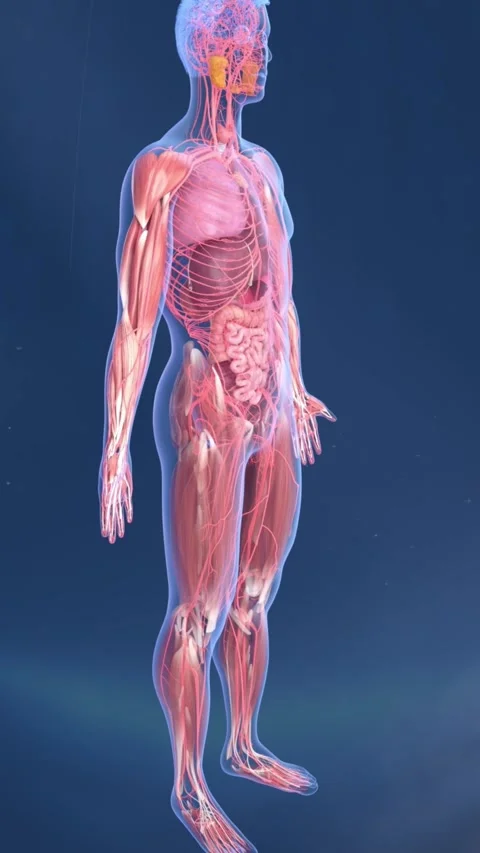 Neuromuscular junction linking nerves and skeletal muscles. Stockbeeldmateriaal 344102529