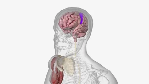 neuromuscular system includes all the mu... | Stock Video | Pond5