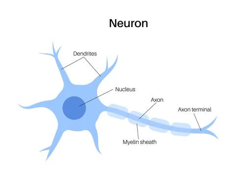 Neuron anatomy poster Stock Illustration
