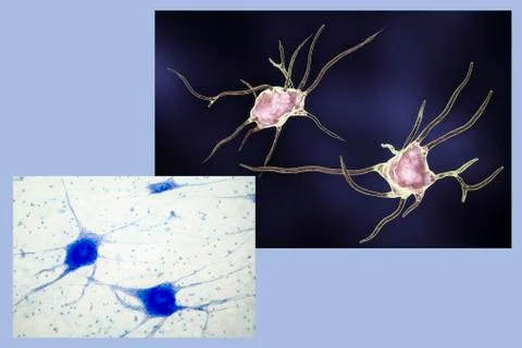 Neuron, brain cell Stock Illustration