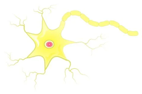 Neuron cell with axon vector illustration Stock Illustration