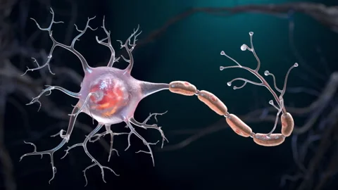 Neuron cell Stock Footage 252888907