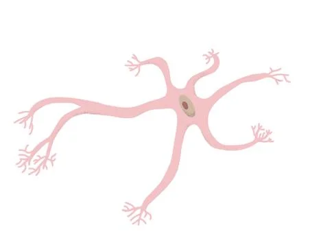 Neuron cell isolated. Brain cell with axones and dendrites. Vector illustarti Stock Illustration