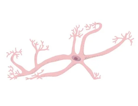 Neuron cell isolated. Brain cell with axones and dendrites. Vector illustarti Stock Illustration