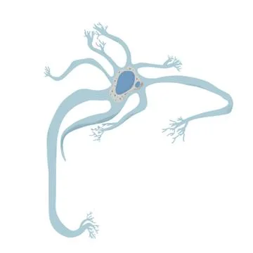 Neuron cell with long axons. Vector illustartion. Stock Illustration