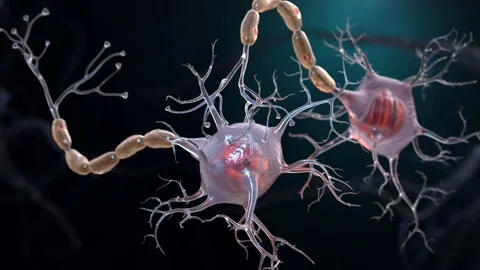 Neuron cells connection Stock Footage 253819578