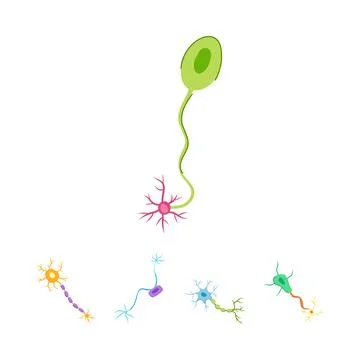 Neuron cells forming a biological communication network Stock Illustration