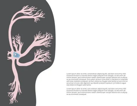 Neuron cells with long axons. Vector illustartion. Stock Illustration