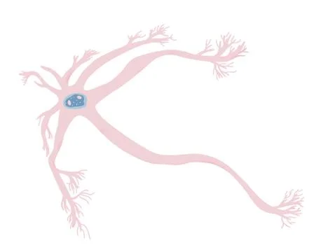 Neuron cells with long axons. Vector illustartion. Stock Illustration