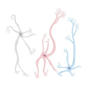 Neuron cells set. Collection of brain neurocyte. Vector illustartion. Stock Illustration
