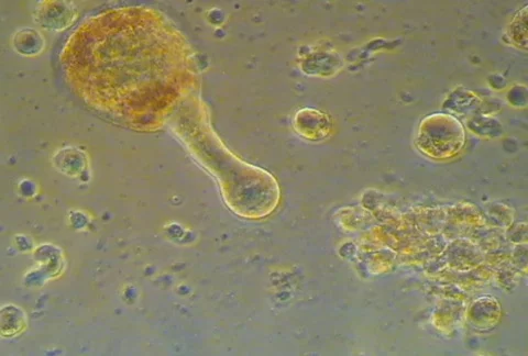 Neuron Stock Footage 563084