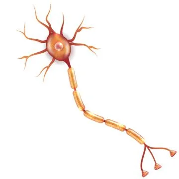 Neuron Stock Illustration