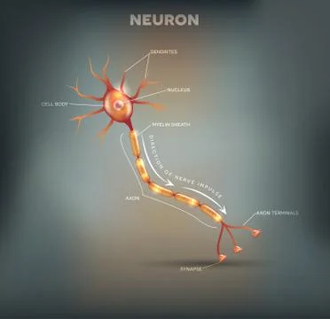 Neuron Stock Illustration