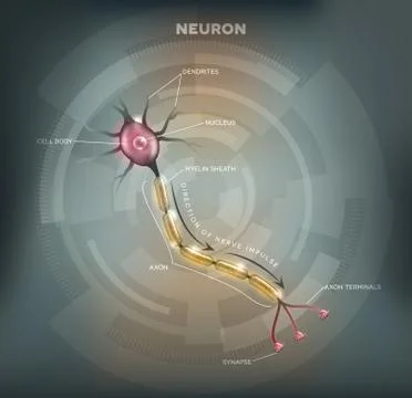 Neuron Stock Illustration