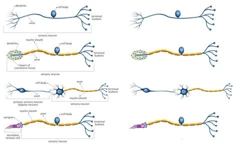 Neuron Stock Illustration