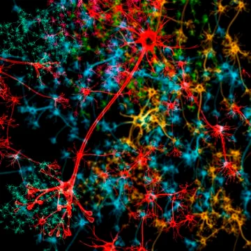 Neuron, illustration Stock Illustration