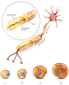 Neuron myelin sheath close-up Stock Illustration