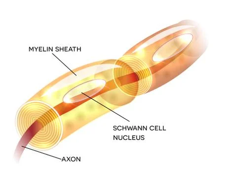 Neuron myelin sheath Stock Illustration