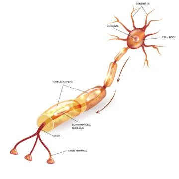 Neuron with myelin sheath Illustrazione stock