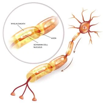 Neuron myelin sheath Stock Illustration