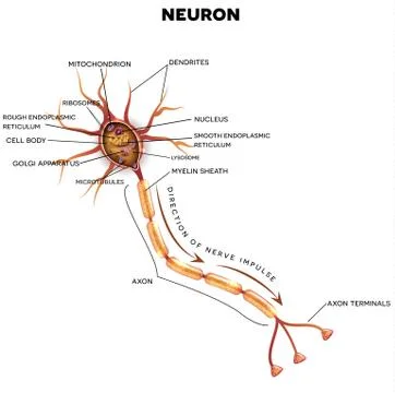 Neuron, nerve cell anatomy Stock Illustration
