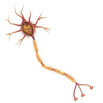 Neuron, nerve cell anatomy Stock Illustration