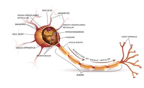 Neuron, nerve cell anatomy Stock Illustration