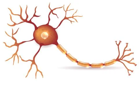 Neuron, nerve cell anatomy Stock Illustration