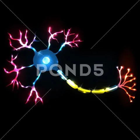 Neuron, nerve cell anatomy ~ Clip Art ~ Download #75930435
