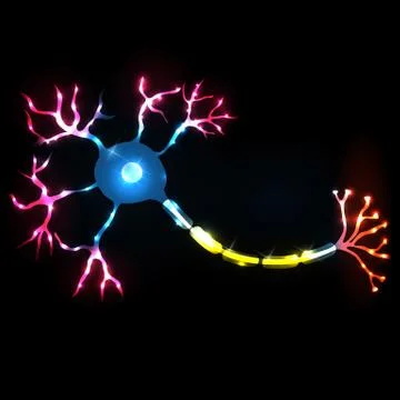 Neuron, nerve cell anatomy Stock Illustration