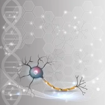 Neuron, nerve cell anatomy Stock Illustration