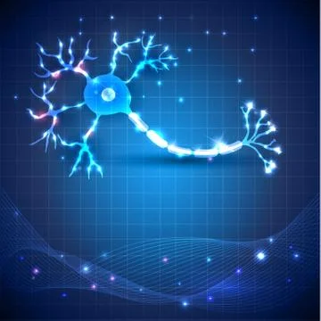Neuron, nerve cell anatomy Stock Illustration