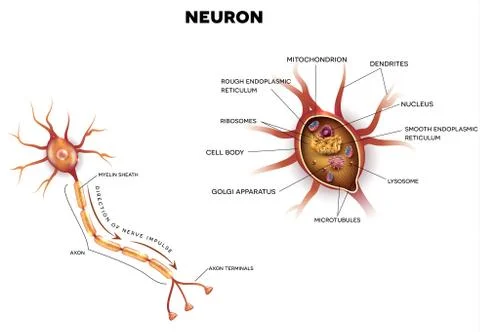 Neuron, nerve cell close up anatomy Stock Illustration