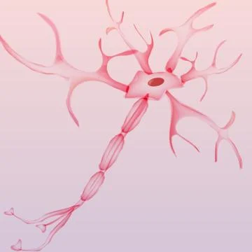 Neuron, nerve cell - Vector Illustration Stock Illustration