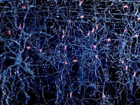 Neuron network, artwork 스톡 일러스트