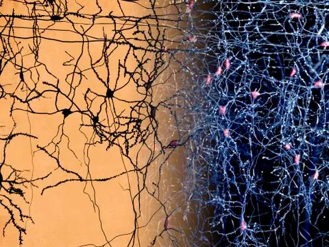Neuron network, artwork Illustrazione stock