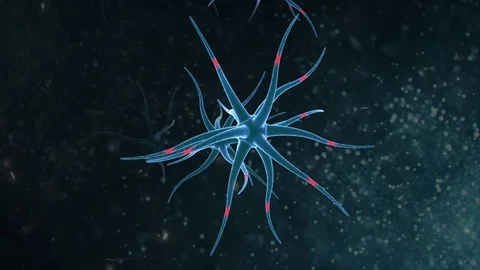 Neuron network.Brain Cells Light Blue Stock Footage 71774260