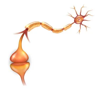 Neuron passes signal to another neuron. Stock Illustration