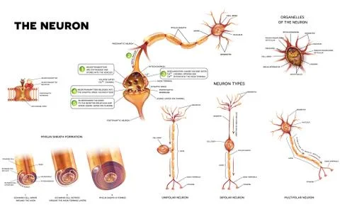 The neuron poster Illustrazione stock