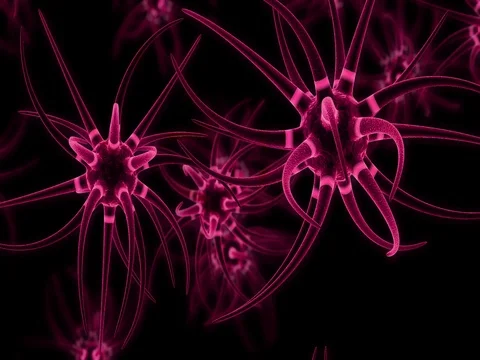 Neuron receiving and transmitting an impulse.characteristic of the synapse Stock Footage 77416157