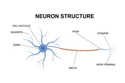 Neuron structure concept. Description of the anatomy of the neuron of the brain. Stock Illustration