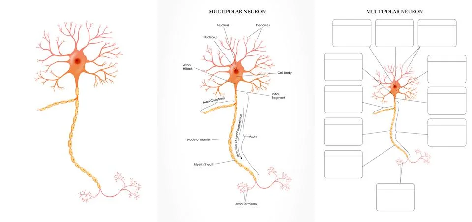 Neuron structure diagram Stock Illustration