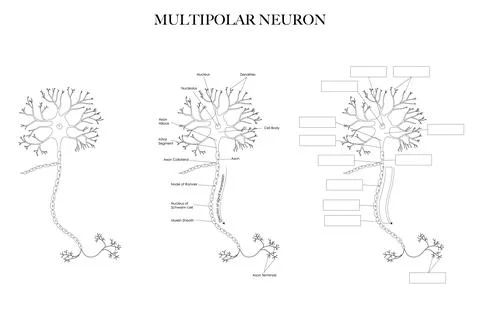Neuron structure Stock Illustration