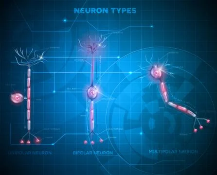 Neuron types, nerve cells Stock Illustration