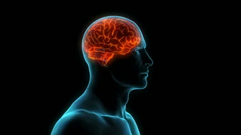 Neuronal Activity. 3d animation of rotating blue conceptual human brain on black Vidéo 96220844