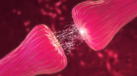 Neuronal and Synapse Activity showing neurotransmitters released Illustration