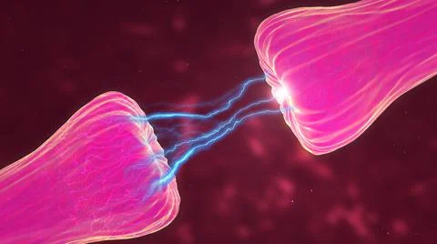 Neuronal and Synapse Activity showing neurotransmitters released Ilustración de archivo