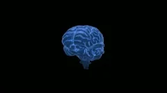 Neuron/Brain Concept Stock After Effects