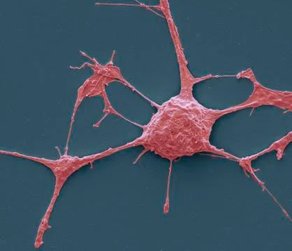 Neurone, SEM Stock Illustration